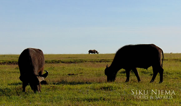 Buffaloes with Rhino in the background - Sweetwaters Ol Pejeta Conservancy